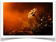 Blume bei warmen Licht